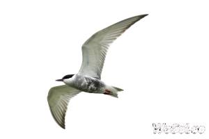 鬚浮鷗 Whiskered Tern  (2300 views)